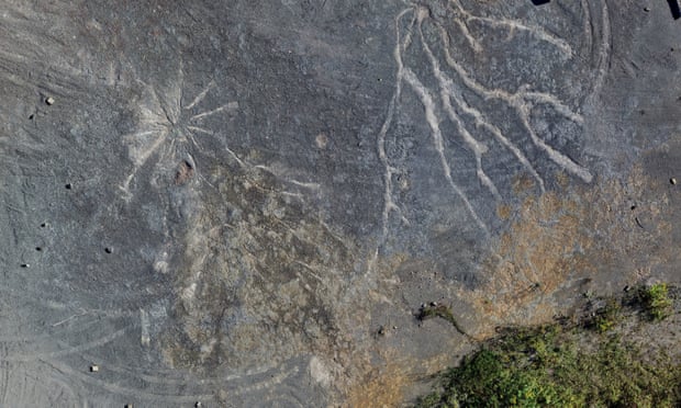 The find dates to about 2-3m years older than the previously oldest known fossil forest. Photograph: William Stein/Christopher Berry/PA 