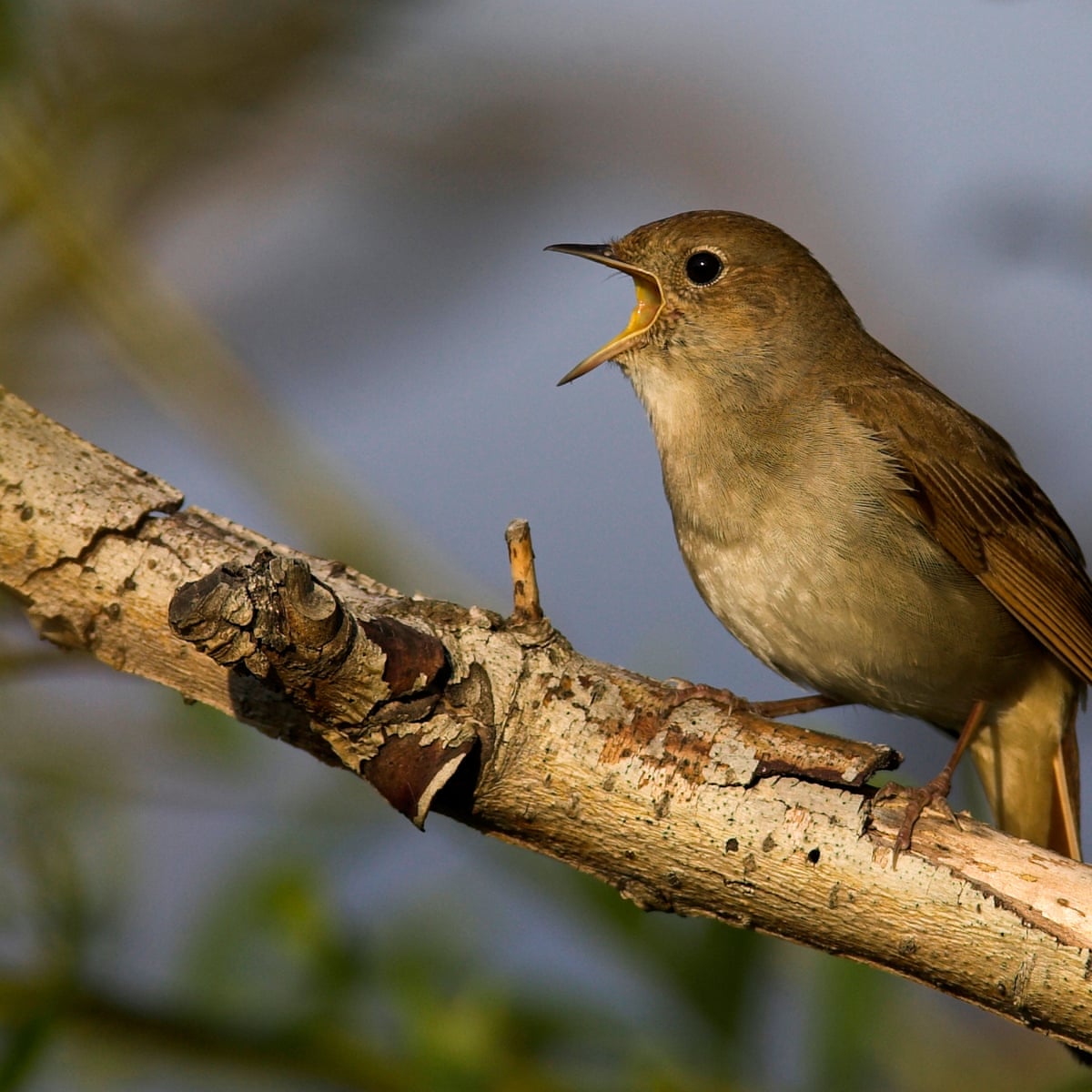Why You Can Thank Geology For Your Morning Songbird Chorus Geology The Guardian Why You Can Thank Geology For Your Morning Songbird Chorus Geology The Guardian