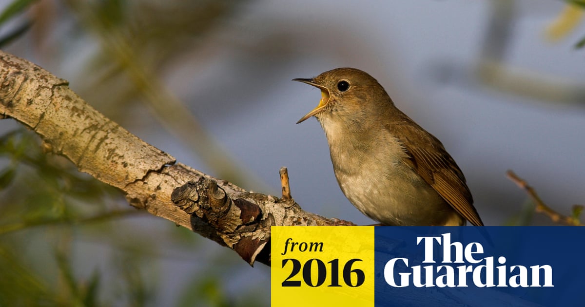 Are All Songbirds Perching Birds? Discover the Truth Today!