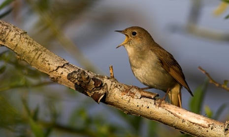 A nightingale (Luscinia megarhynchos), sitting on a branch, singing, on the Greek island of Lesbos.