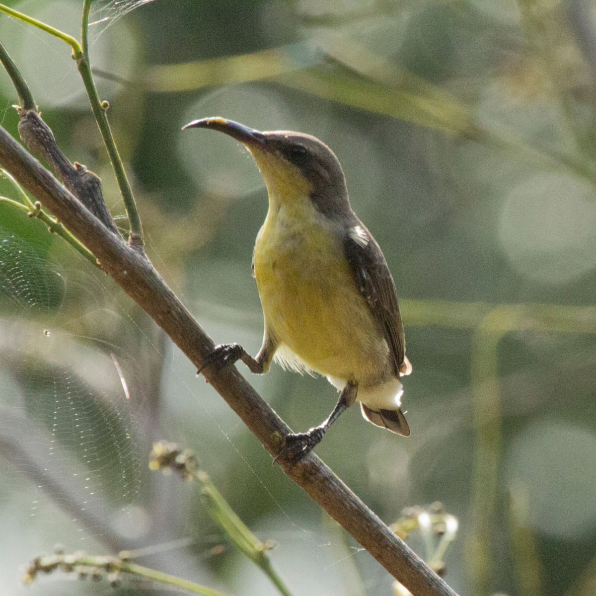 Suncatcher by Romesh Gunesekera review – coming of age in Sri