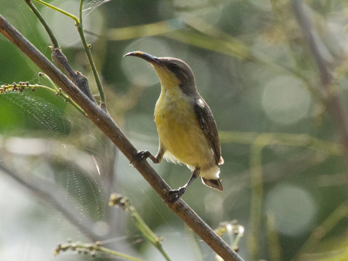 Suncatcher by Romesh Gunesekera review – coming of age in Sri