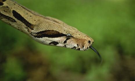 A red-tailed boa constrictor. It is not illegal to own boa constrictors in Massachusetts and no charges are expected.