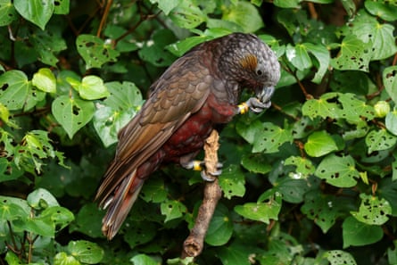 A kākā feeding at Zealandia.