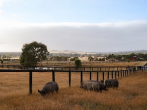 Resident pigs at Edgar’s Mission in Lancefield