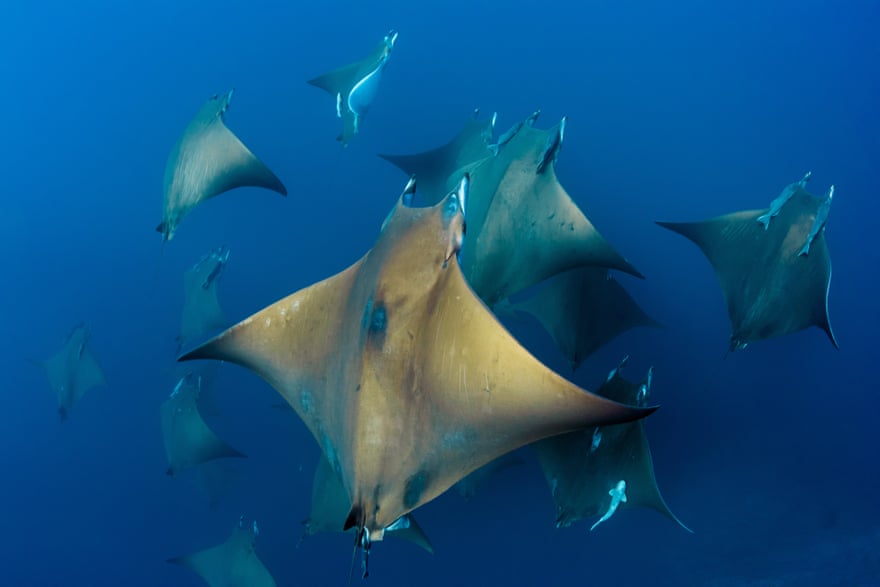 Chilean devil ray, endangered, Azores, Portugal