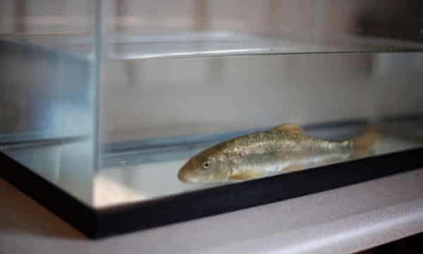 fish in tank