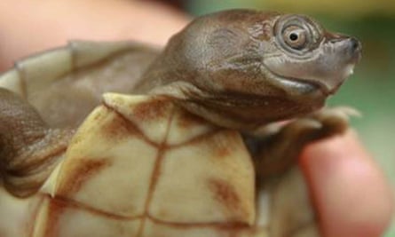 Smiling close up of the Burmese roof turtle