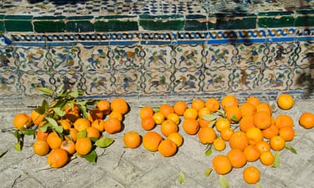 Ripe oranges removed from trees in the gardens of the Real Alcazar.