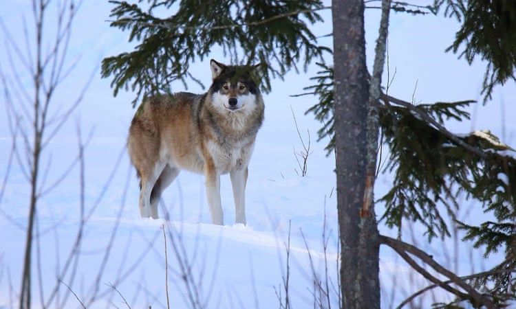 Hunters shoot dead 54 wolves in Sweden’s largest ever cull