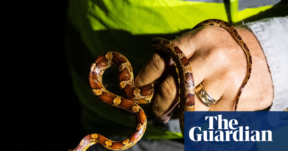 Winner of Florida python hunting contest nabs 96 snakes: ‘I was on a mission’