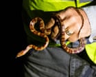 Winner of Florida python hunting contest nabs 96 snakes: ‘I was on a mission’