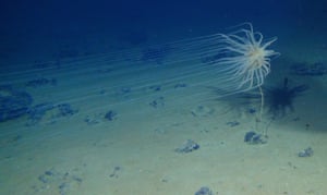 Tentacled anemone-like sea creature in the Clarion-Clipperton Fracture Zone.