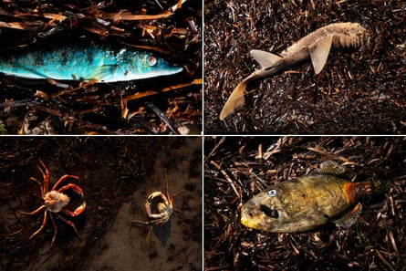 Various dead sea life on the Yorke peninsula