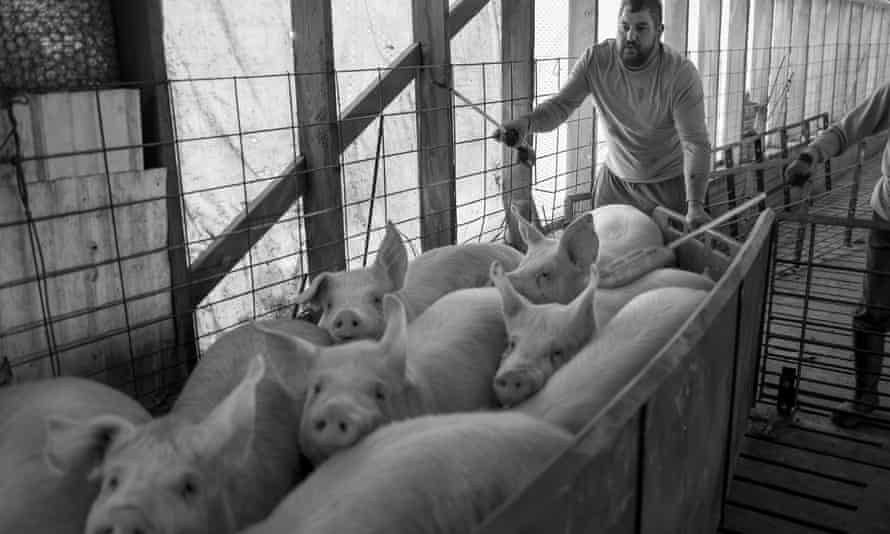 Ethan Vorhes and Jean Westendorf, his aunt, load pigs on to trailers in the US state of Iowa
