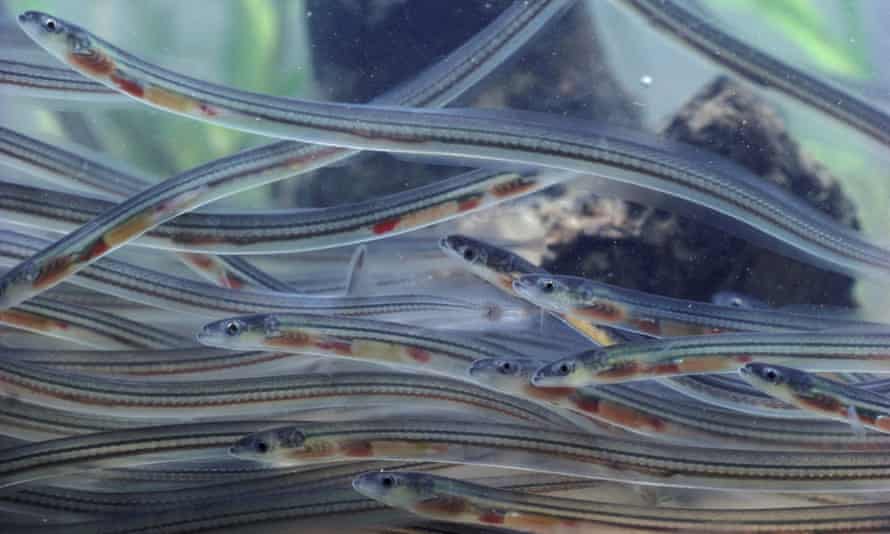 Glass Eels (Anguilla anguilla)