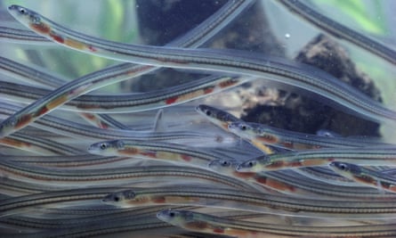 Glass Eels (Anguilla anguilla)
