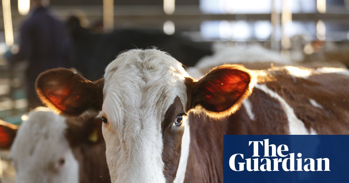 Bluetongue cases in Britain exceed previous three seasons combined