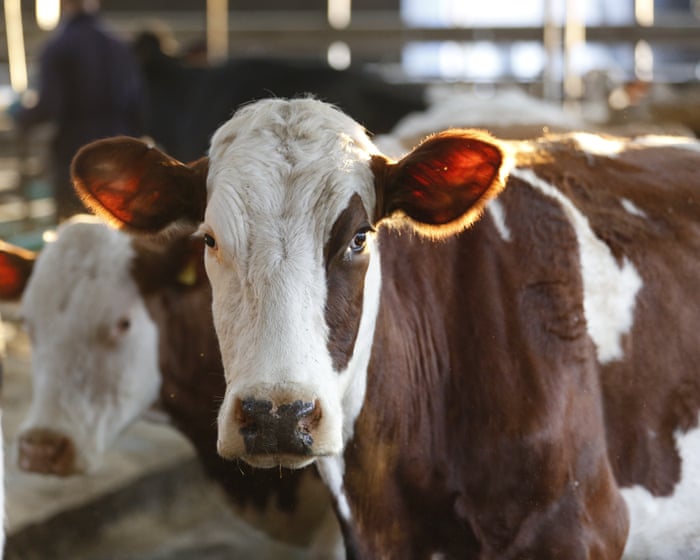 Worst ever outbreak of bluetongue hits British farms
