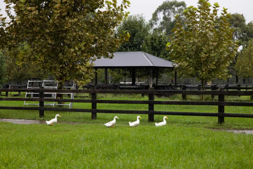Four white ducks on grass in front of a black fence and trees