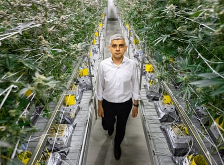 Khan with rows of cannabis plants either side