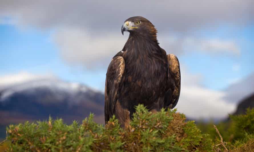 A golden eagle, another species at risk of lead poisoning, in the Cairngorms National Park, Scotland.