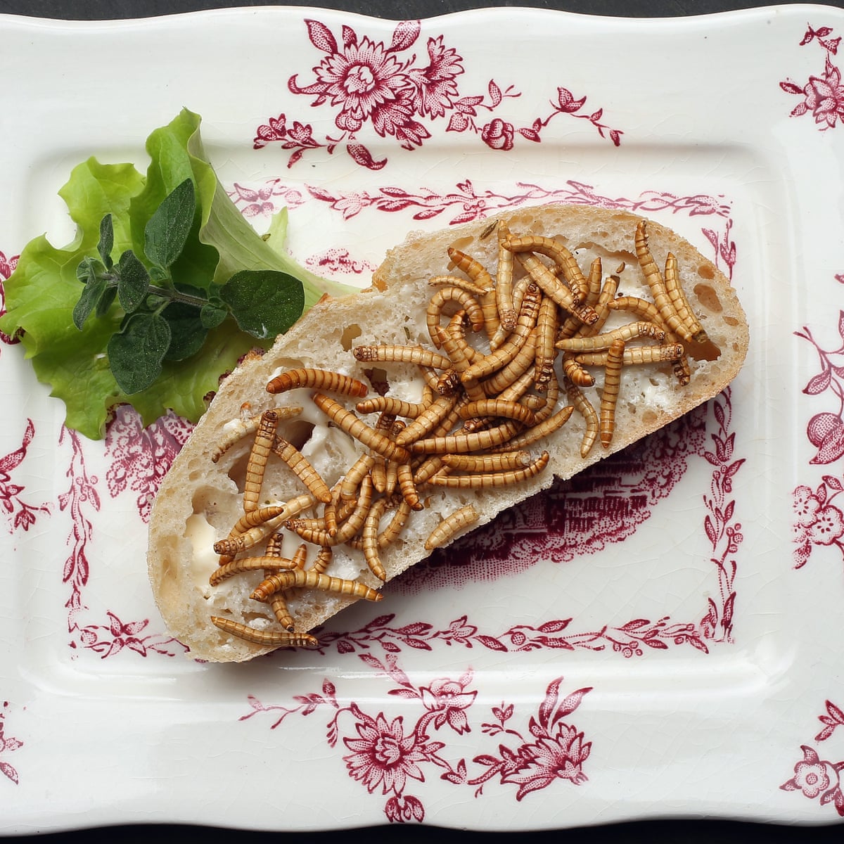 edible insects set to be approved by eu in breakthrough moment insects the guardian