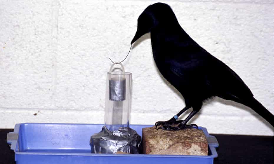 Betty the crow astonished scientists by deliberately bending a straight wire into a hook and using it to extract food from a container in a 2002 experiment by Oxford University researchers.