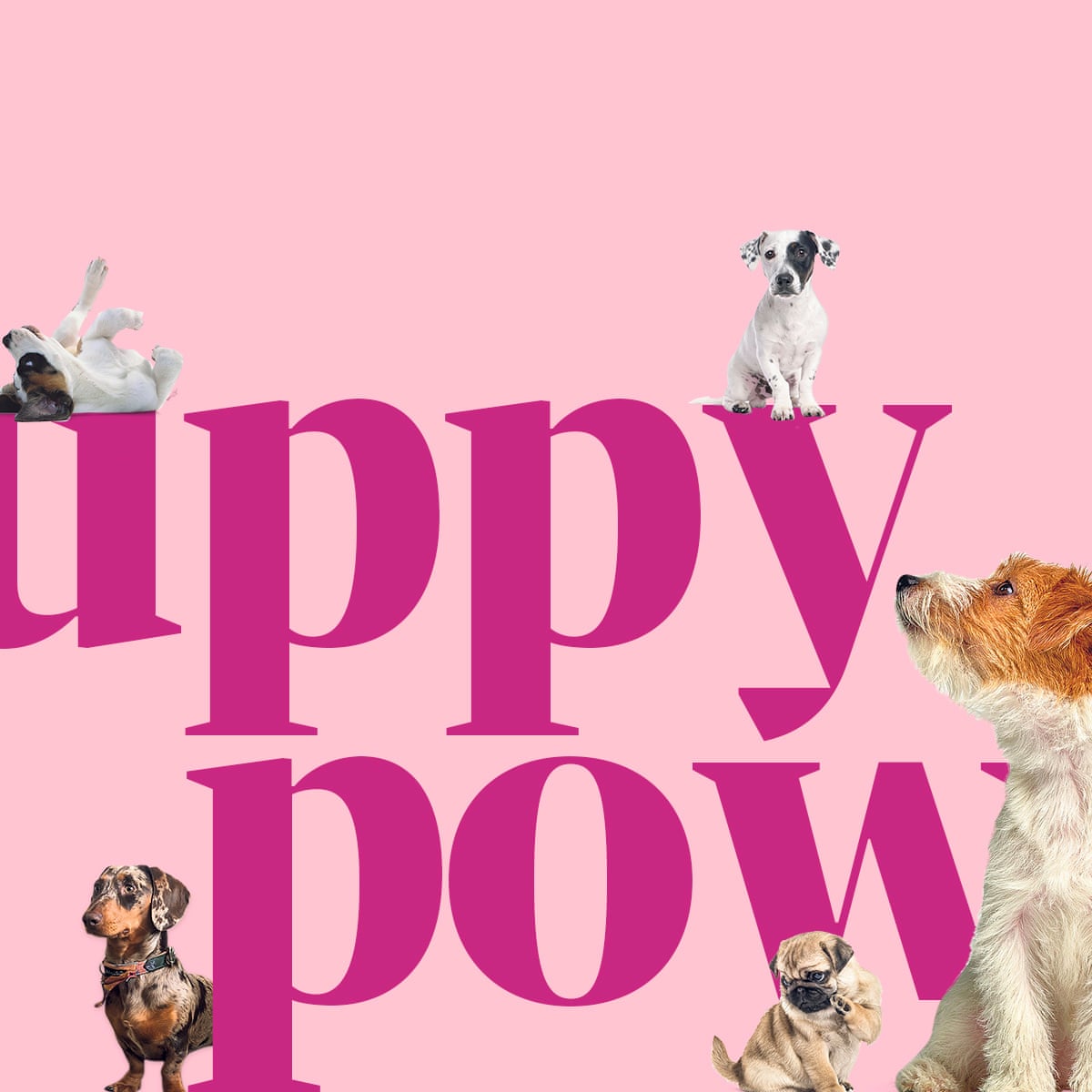 Puppy Power The Costs And Pitfalls Of Buying A Dog Consumer Affairs The Guardian National Yorkie Day 2022