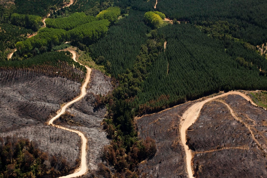 The destructive results of a forest fire started by Mapuche radical groups.