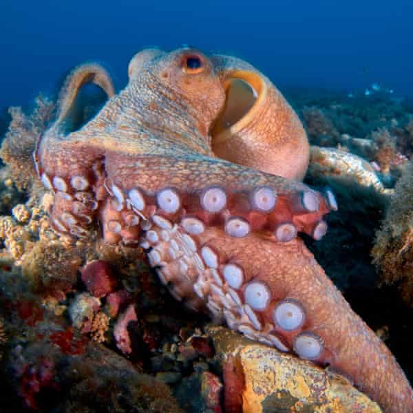 O caracatiță obișnuită se uită la cameră