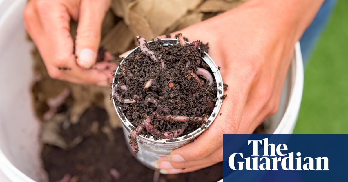 ‘An easy solution for our waste’: DIY worm farming hits UK homes