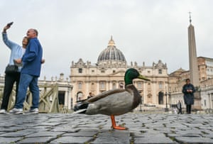 Visitors pose for a picture next to a mallard duck on the cobblestones of St Peter’s Square