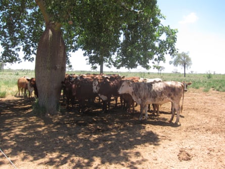 Cows on cleared land in Cuyabia cluster beneath the shade of a samu’u tree