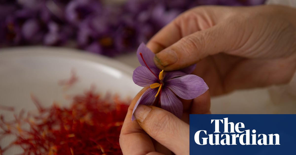 Climate crisis and neglect threaten Spain’s saffron crop