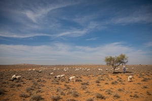 Abduallhi Isa Hamdulle, 81, stands with his sheep and goats in a rural part of Somaliland