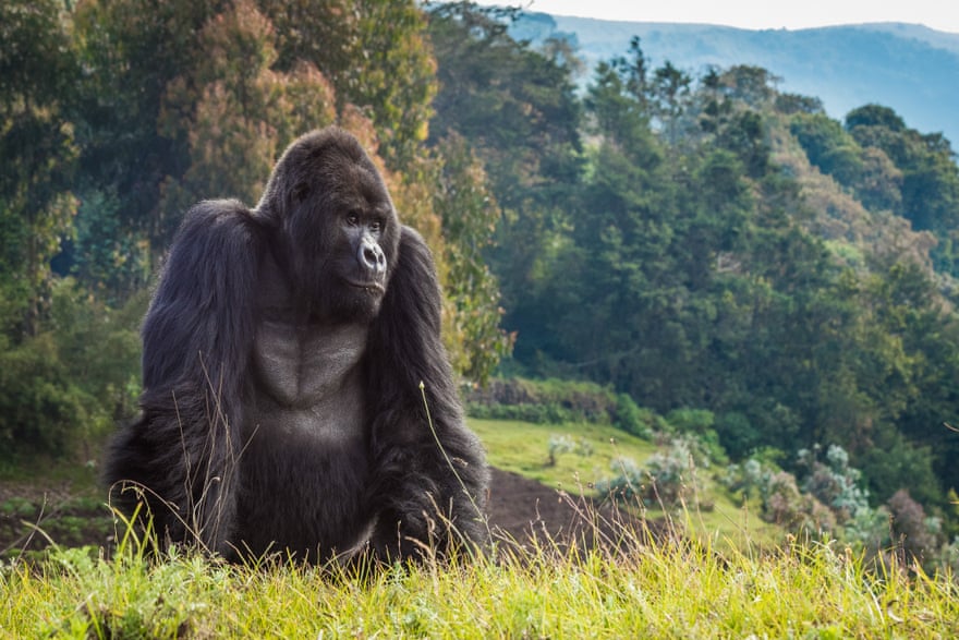 Mountain gorilla, endangered, Volcanoes national park, Rwanda