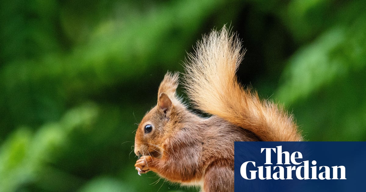 Young country diary: A red squirrel examines a nut, right in front of me | Tom