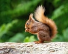 Young country diary: A red squirrel examines a nut, right in front of me