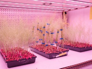 A view of a grow room where plants that belong to the genus: Arabidopsis, Lotus and Medicago at The Salk Institute for Biological Studies.