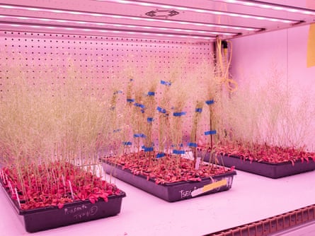 A view of a grow room where plants that belong to the genus: Arabidopsis, Lotus and Medicago at The Salk Institute for Biological Studies.