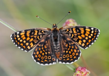 A Glanville fritillary