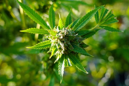 a cannabis flower