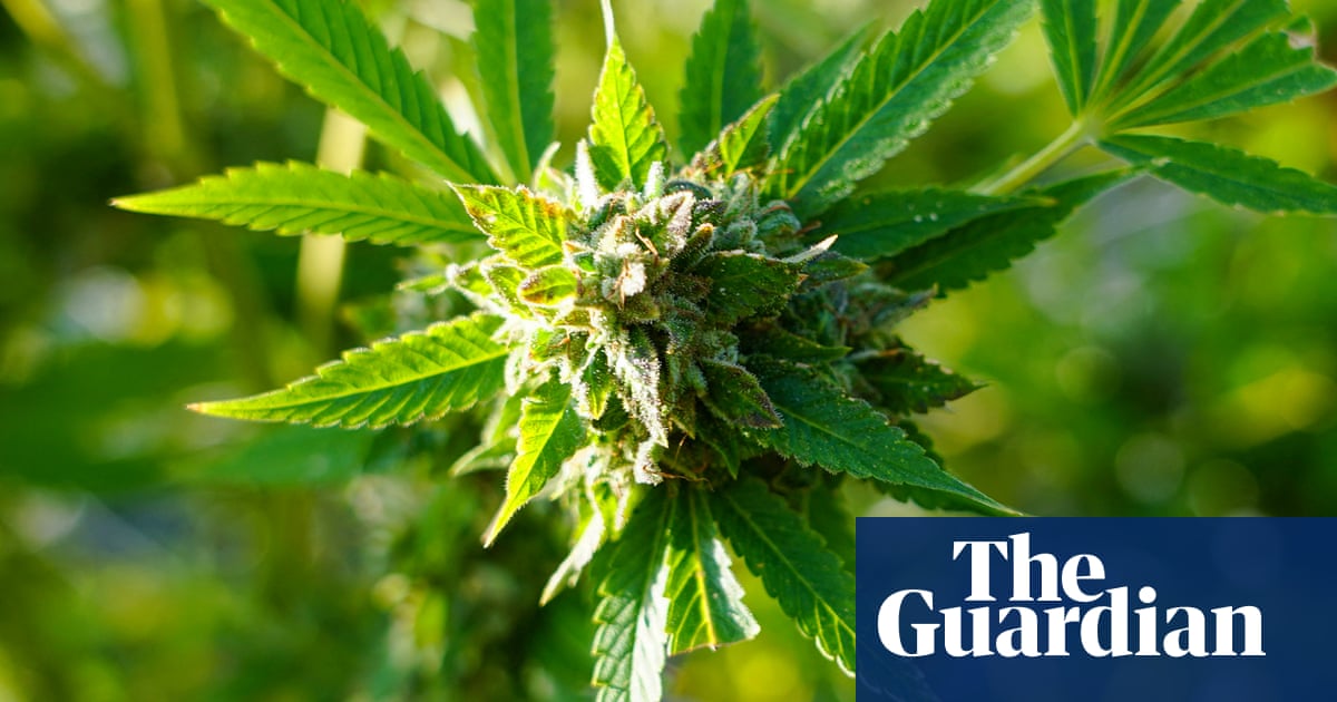 It's high time Britain had another conversation about cannabis | Letters