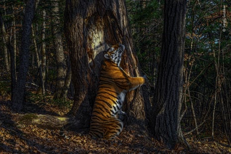 Sergey Gorshkov’s image of an Amur tiger, which won him the 2020 wildlife photographer of the year award.