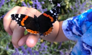 Katie Lingwood in St Albans captured the moment a butterfly landed on her son Jay’s hand.