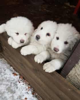 The puppies a day before an avalanche buried the Rigopiano hotel.