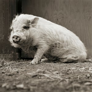 Violet, a pot-bellied pig, was born with partially paralysed hind legs