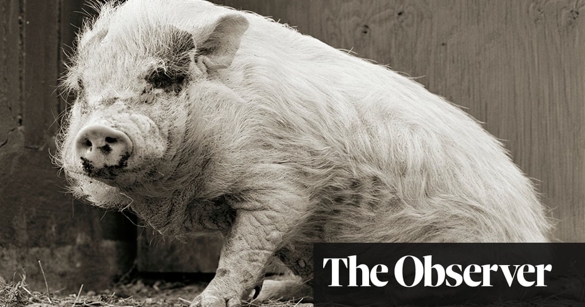 Put out to grass: when animals are allowed to grow old