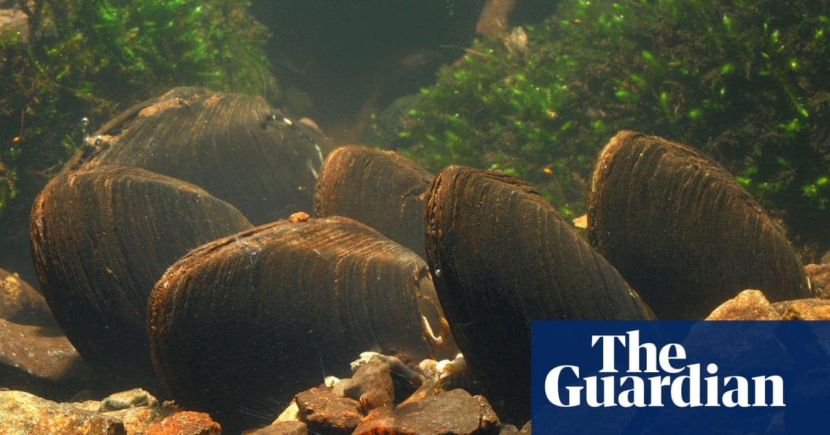 Specieswatch: freshwater pearl mussel is threatened by disappearing habitat